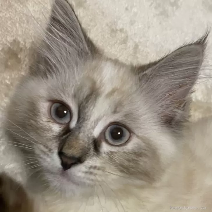ID:2410-00234の子猫