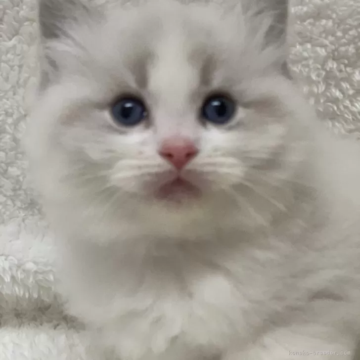 ID:2402-00344の子猫