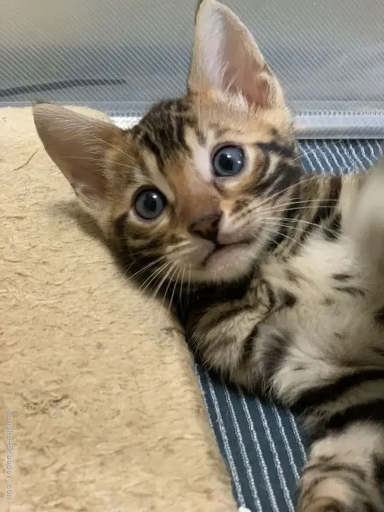 ID:2106-02169の子猫