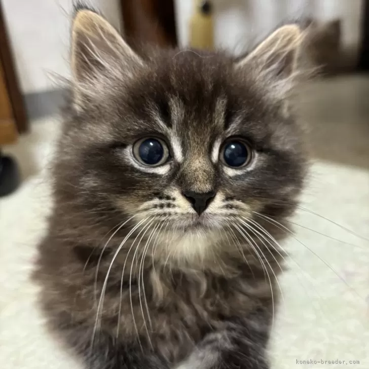 ID:2410-00233の子猫