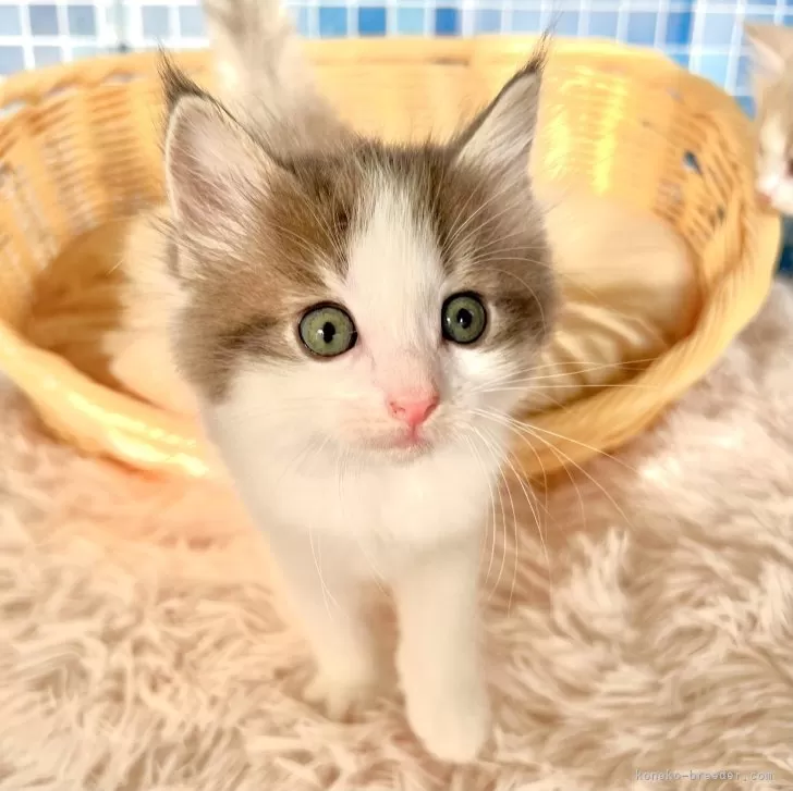 ID:2407-02581の子猫