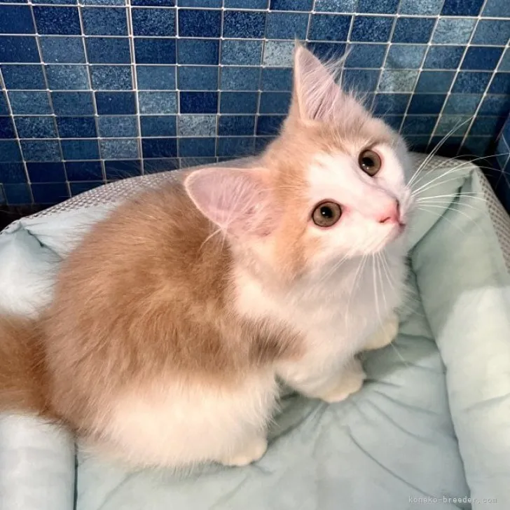 ID:2307-01993の子猫