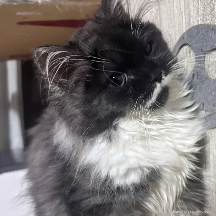 ID:2411-02193の子猫