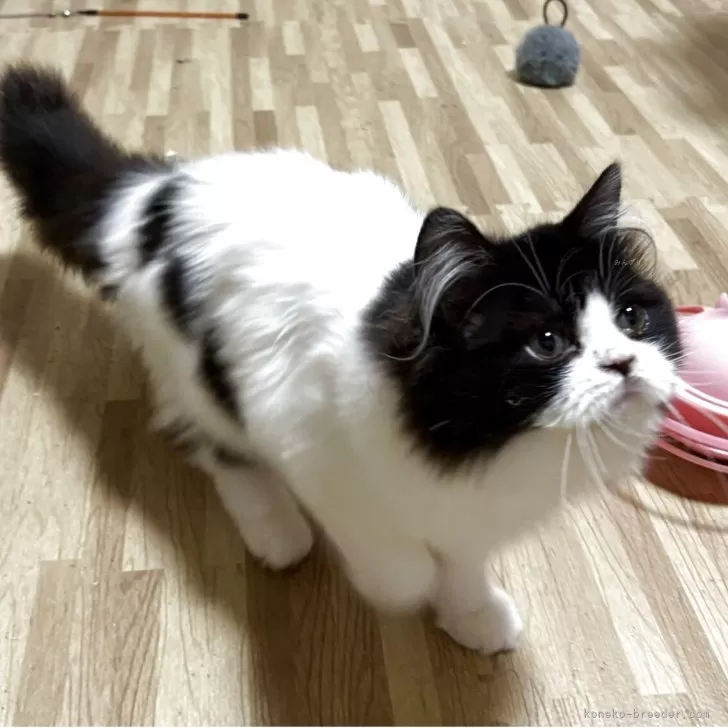 ID:2502-01919の子猫