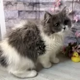 スコティッシュフォールド(立ち耳)