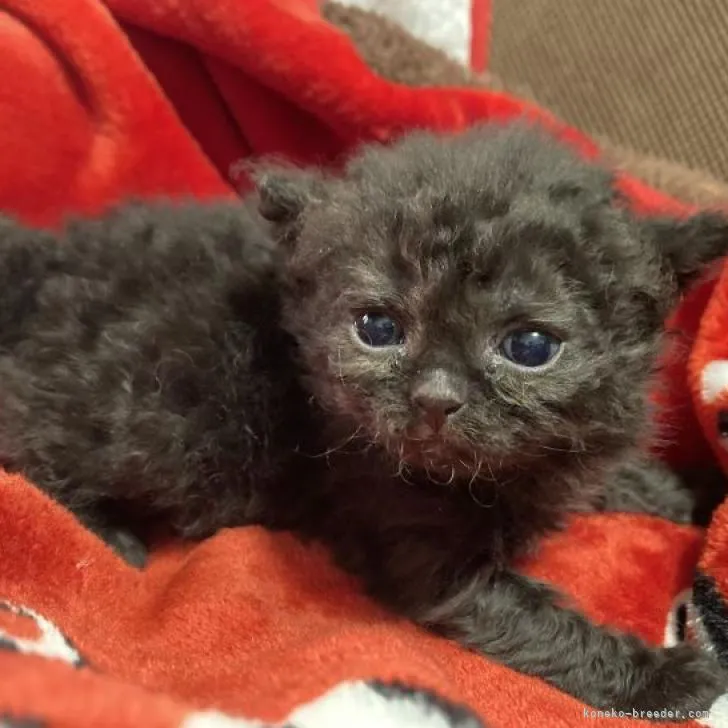 ID:2207-03156の子猫