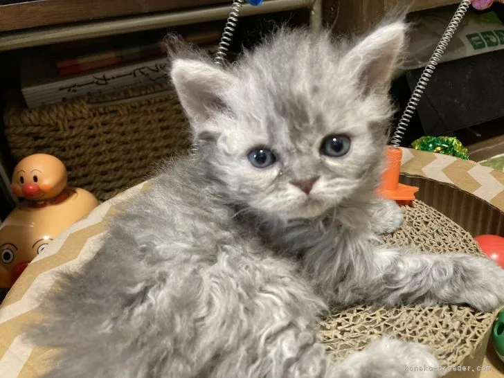 ID:2201-01989の子猫