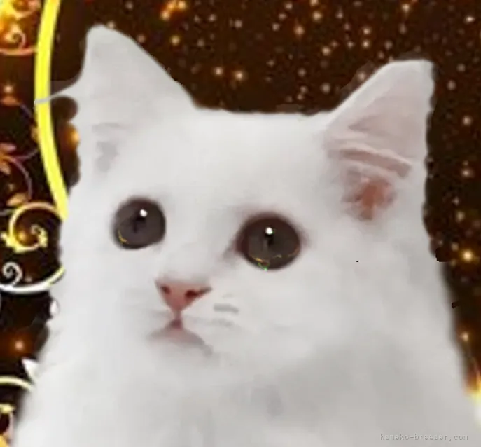 ID:2109-00708の子猫