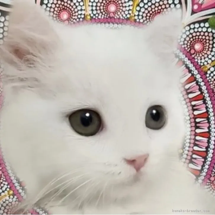 ID:2306-00372の子猫
