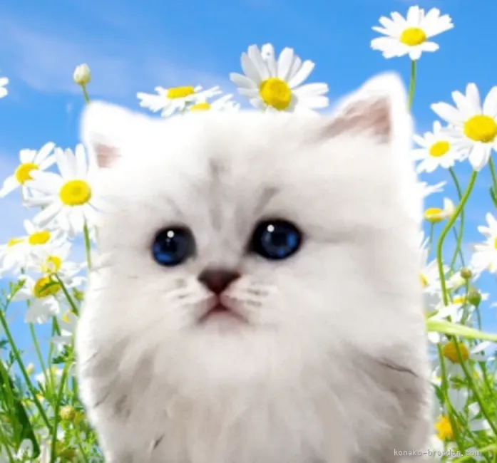 ID:2102-00338の子猫
