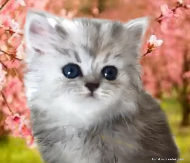 ID:2102-01319の子猫