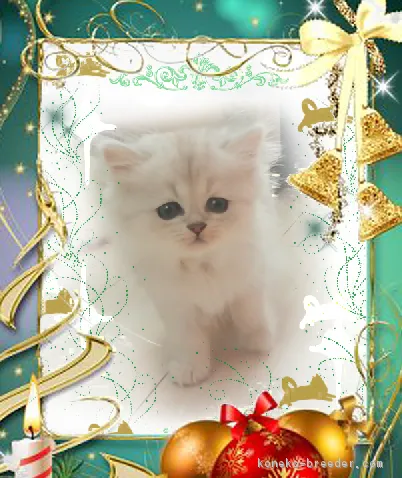 ID:1810-00157の子猫