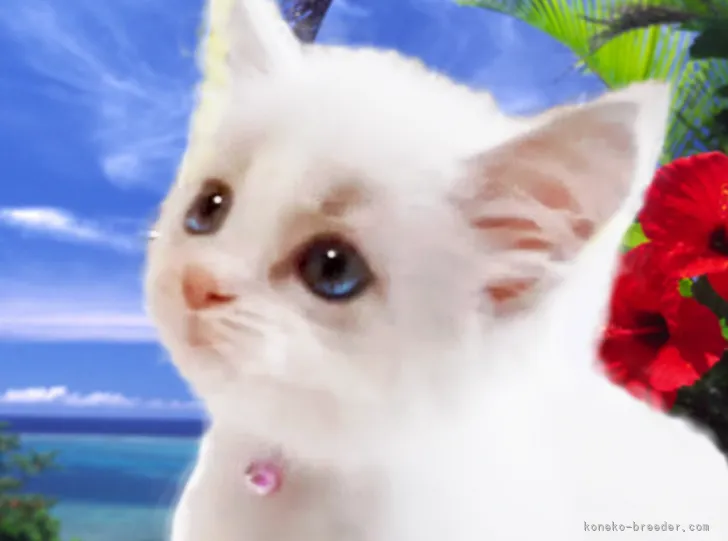 ID:2107-01674の子猫