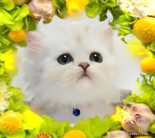 ID:1908-00851の子猫
