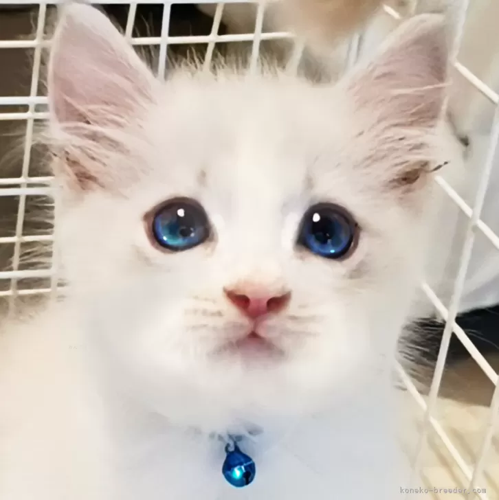 ID:2409-01182の子猫