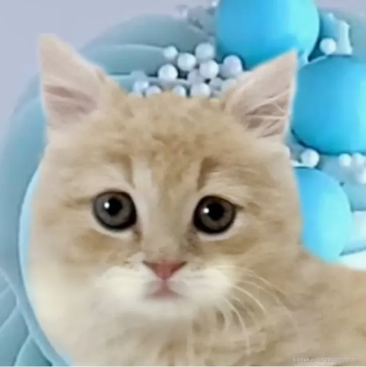 ID:2304-02145の子猫