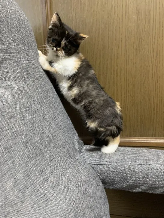 ID:2003-01163の子猫