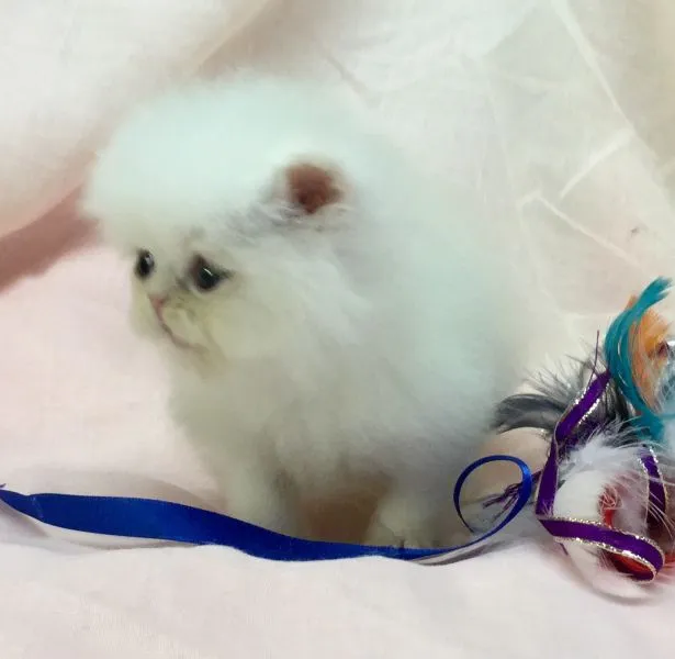 ID:1505-00567の子猫