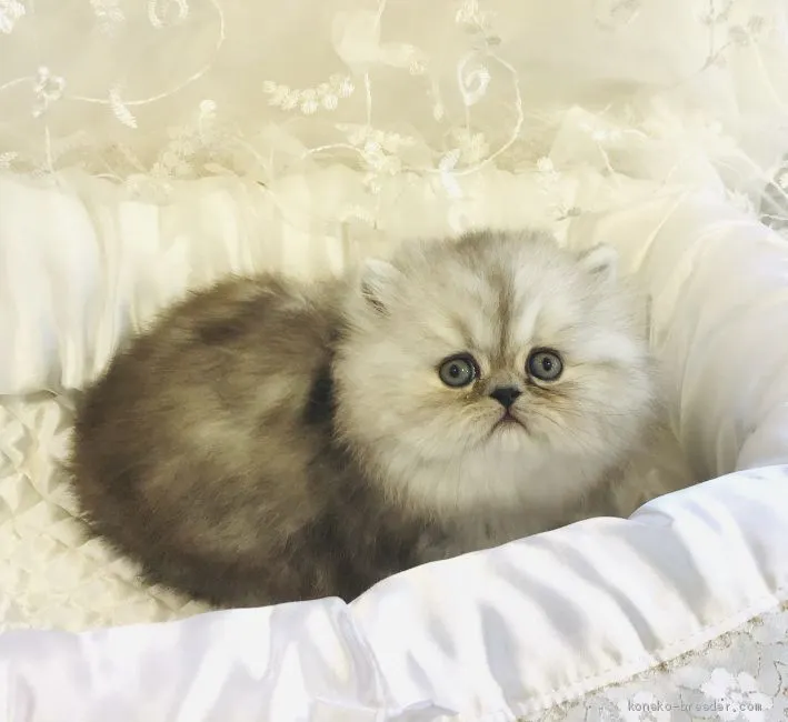 ID:2003-01553の子猫