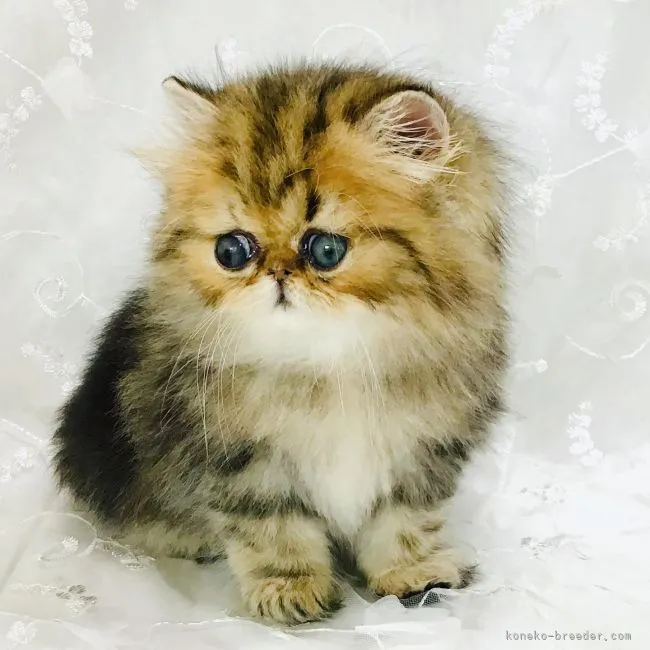 ID:2105-00758の子猫