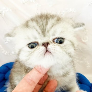 エキゾチックショートヘア【愛知県・男の子・2025年1月6日・ブルーシルバーマッカレルタビー】の写真「お家でお風呂入れる僕です！」