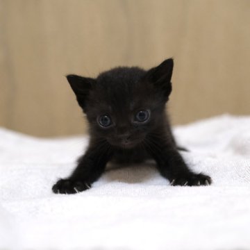 ボンベイ【奈良県・男の子・2024年6月19日・ブラック（シングルコート）】の写真「落ち着いていておとなしい男の子です。」