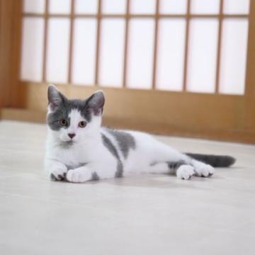 スノーシュの子猫を探す ブリーダー直販の子猫販売 みんなの子猫ブリーダー