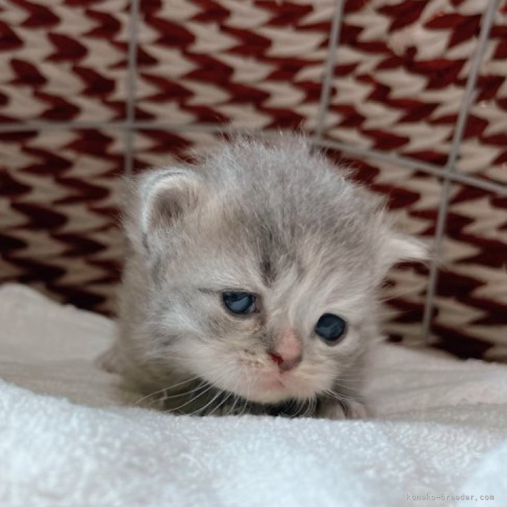 だほ 様のお迎えした子猫