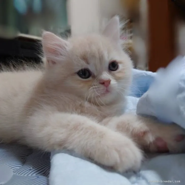 だほ 様のお迎えした子猫