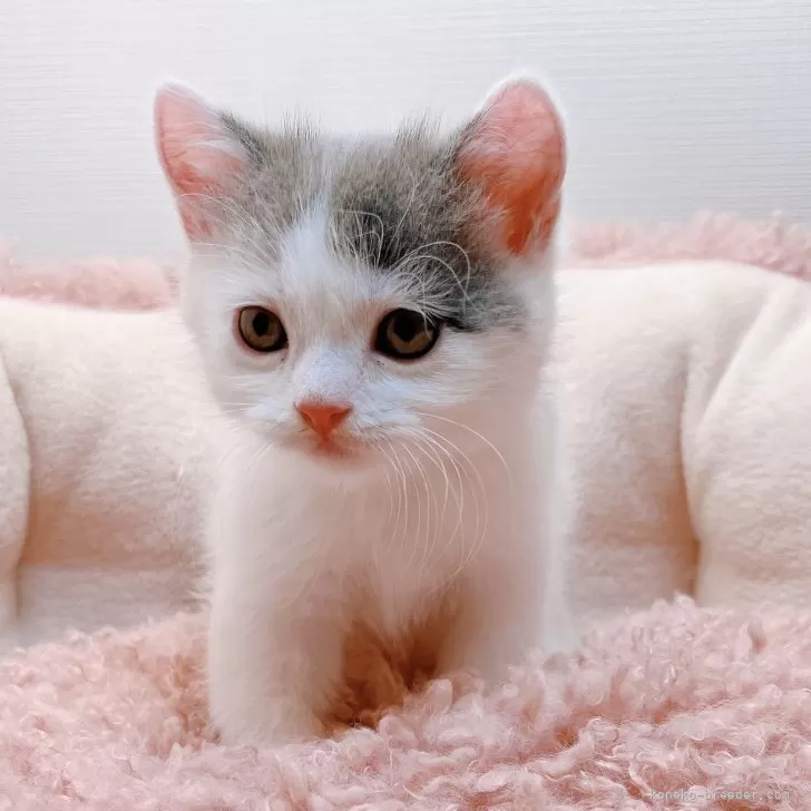 ID:2405-00232の子猫
