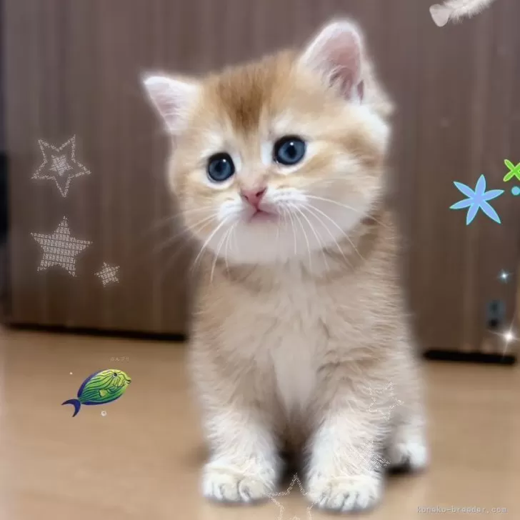 ID:2504-03218の子猫
