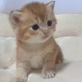 ブリティッシュショートヘア