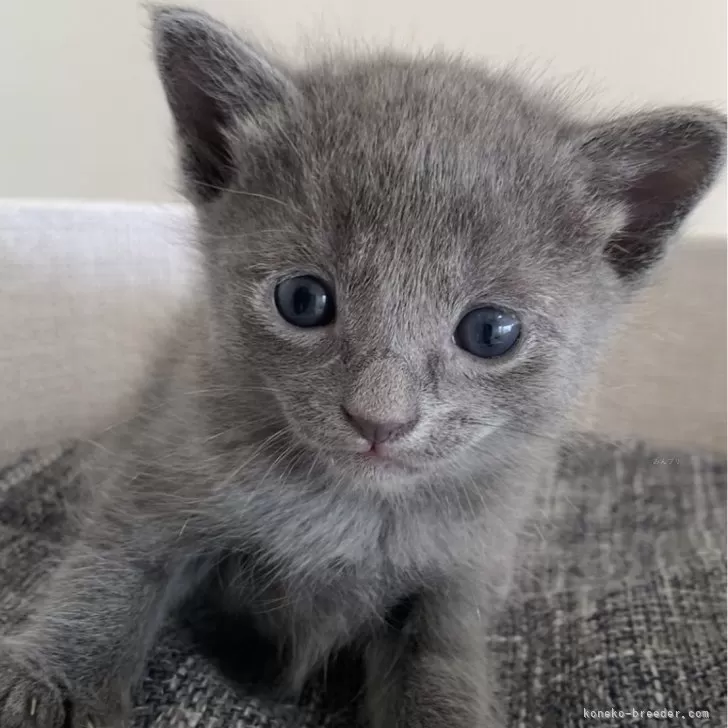 ID：2406-03738の子猫