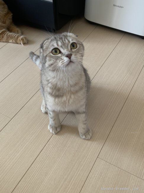 スコティッシュフォールド【・女の子・2023年9月23日・BLUE PATCHED TABBY】「おめめの可愛い女の子💕甘え上手さんです〜」