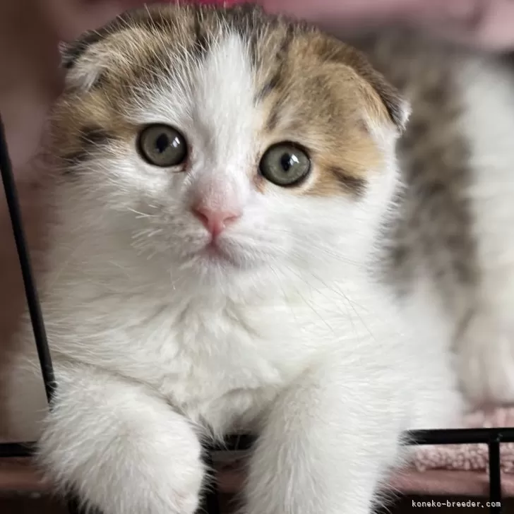 ID:2504-01332の子猫