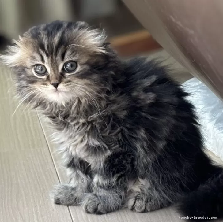 はるまき 様のお迎えした子猫