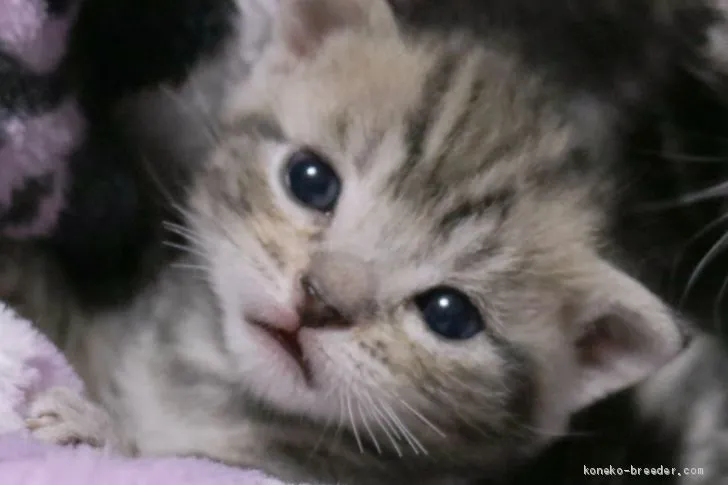 ID:2103-00858の子猫
