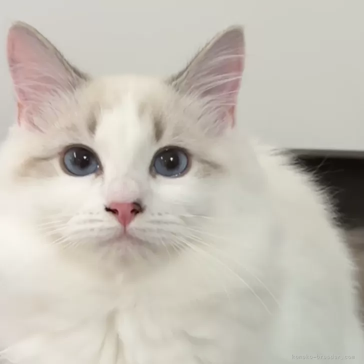 ID:2405-01667の子猫