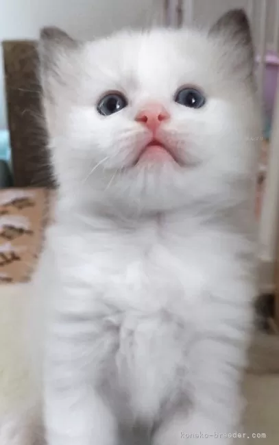 ID:2407-00523の子猫