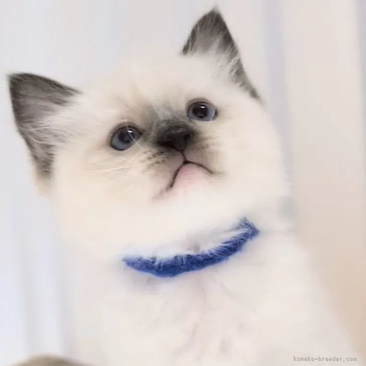 ID:2502-00252の子猫
