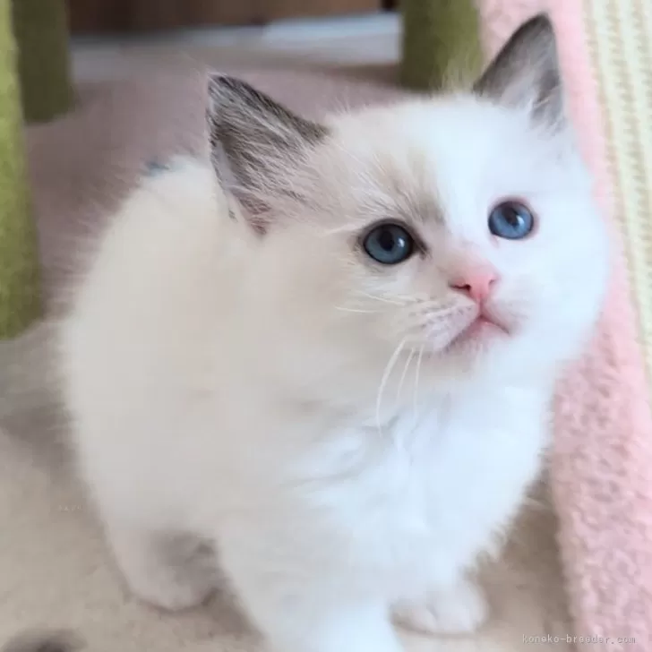 nana 様のお迎えした子猫