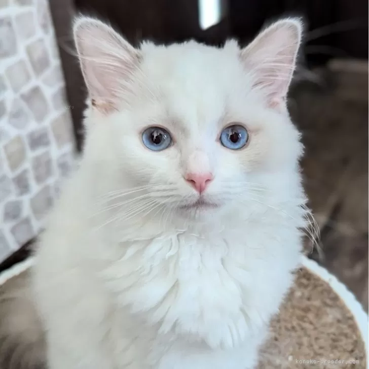 ID：2405-02947の子猫