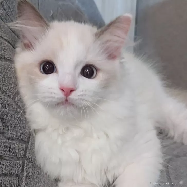 ID:2504-01588の子猫