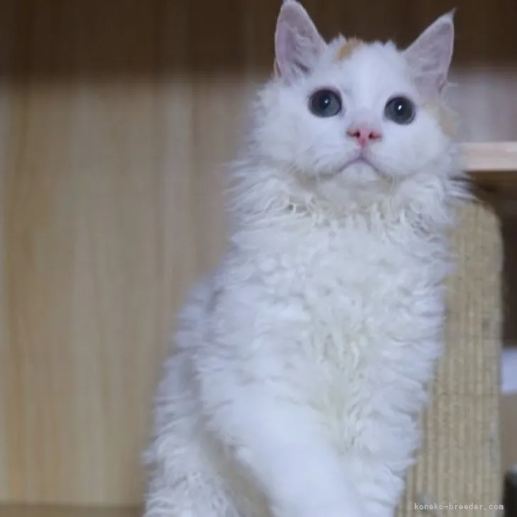 ID:2310-01451の子猫