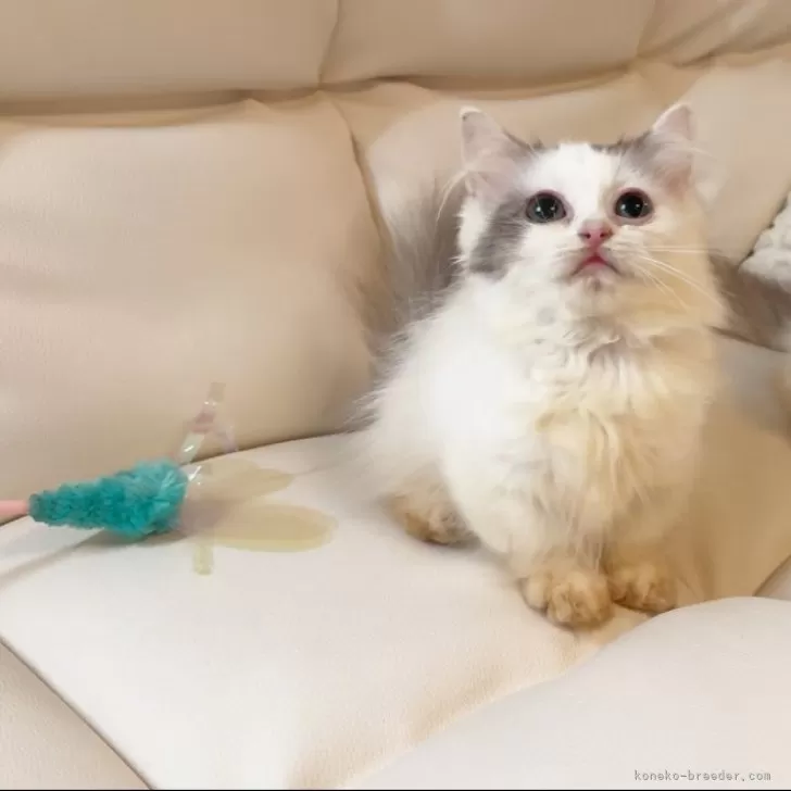 ID:2410-01720の子猫