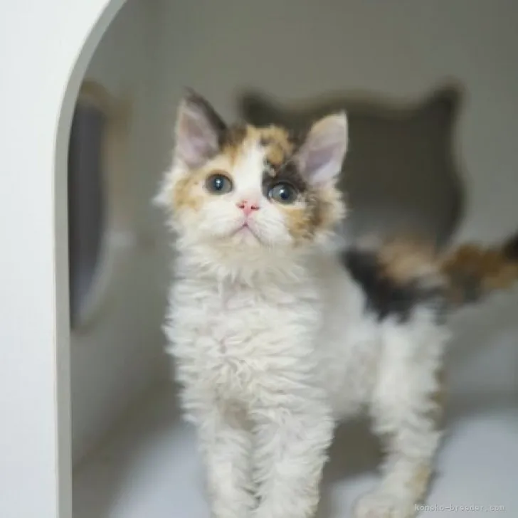 ID:2307-01959の子猫