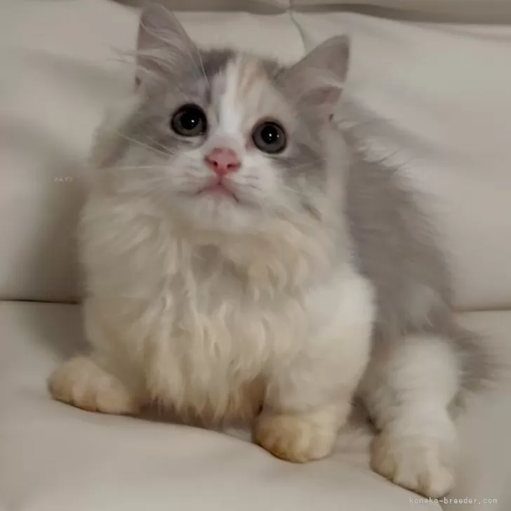 ID:2406-01319の子猫