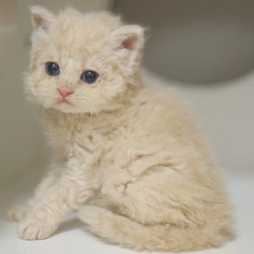 セルカークレックス【神奈川県・男の子・2023年7月5日・クリーム長巻き毛】の写真「完全に人形🧸」