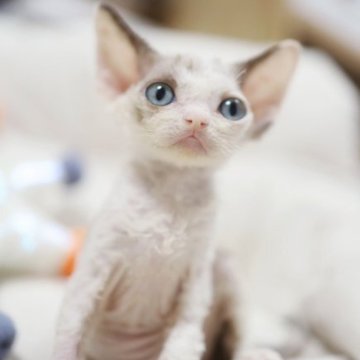 デボンレックス【神奈川県・女の子・2023年5月22日・ダイリュートキャリコ】の写真「モカみたい🌰目が水色🦋チューしてくれる🥹」