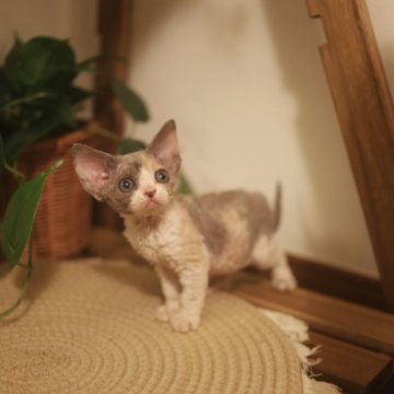 デボンレックス【神奈川県・女の子・2024年7月20日・ダイリュートキャリコ】の写真「超可愛い💕」